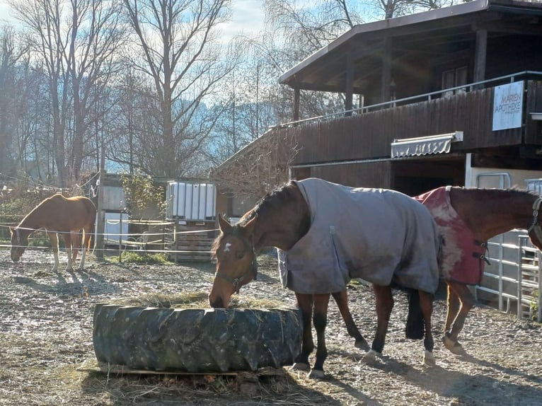 Österreichisches Warmblut Wallach 8 Jahre 168 cm Brauner in Elixhausen