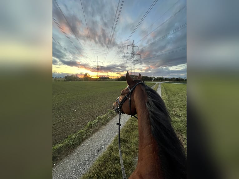 Österreichisches Warmblut Wallach 8 Jahre 168 cm Brauner in Schiedlberg