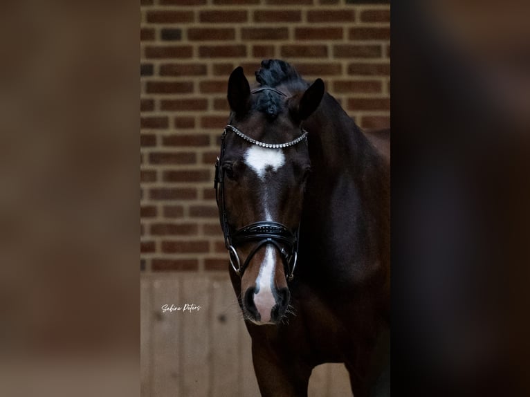 Österreichisches Warmblut Wallach 8 Jahre 169 cm Brauner in Goch