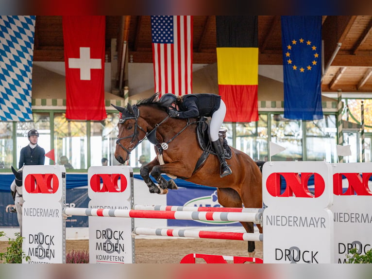 Österreichisches Warmblut Wallach 8 Jahre 170 cm Brauner in Dingolfing