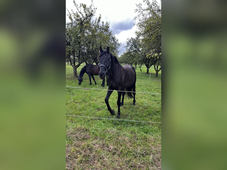 Österreichisches Warmblut Wallach 8 Jahre 170 cm Rappe in Backnang