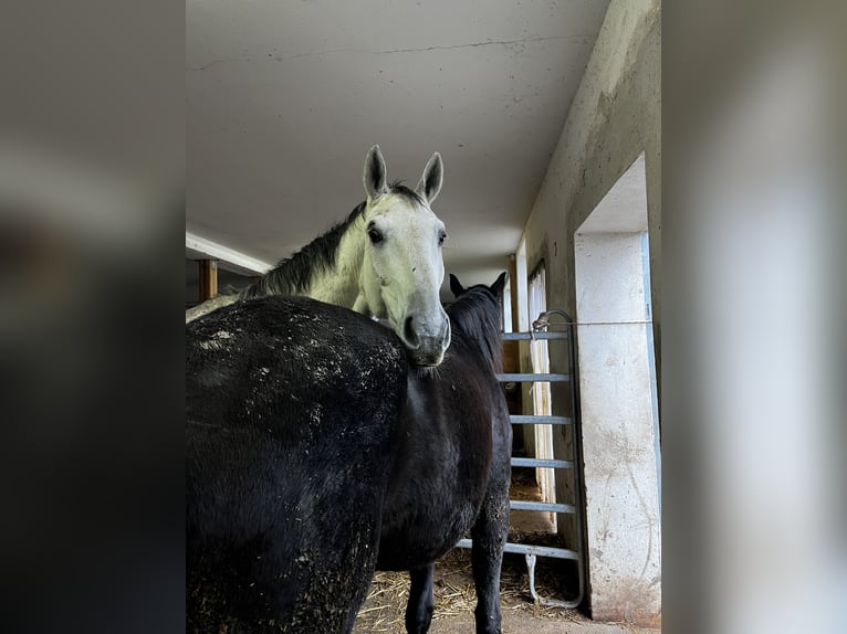 Österreichisches Warmblut Wallach 8 Jahre 172 cm Apfelschimmel in Wolfsbach