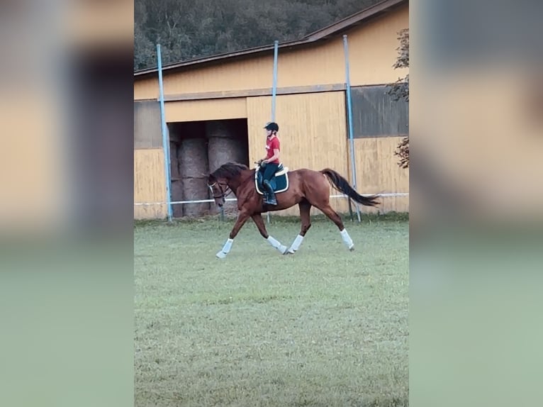 Österreichisches Warmblut Wallach 8 Jahre 172 cm Fuchs in Wartmannstetten