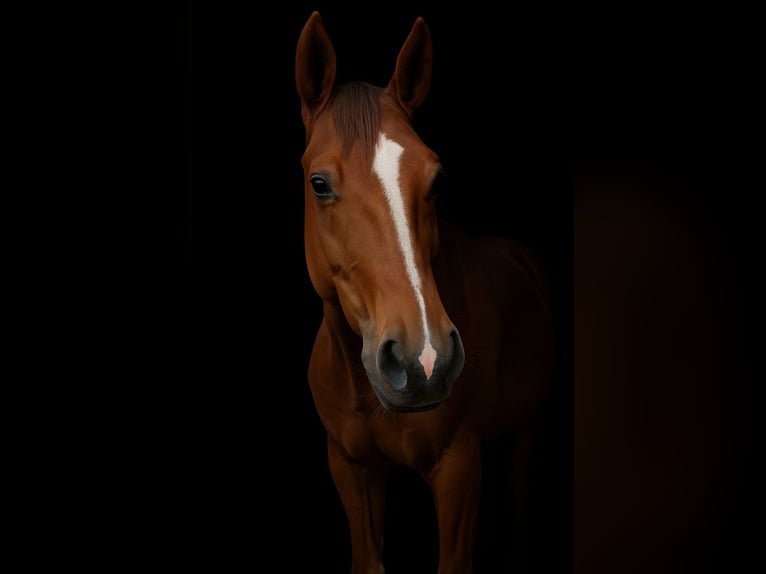 Österreichisches Warmblut Wallach 8 Jahre 173 cm Fuchs in Königsberg