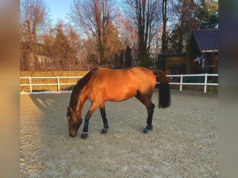 Österreichisches Warmblut Wallach 8 Jahre 174 cm Brauner in Altenmarkt