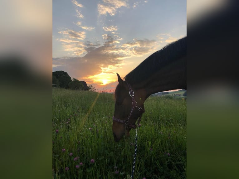 Österreichisches Warmblut Wallach 8 Jahre 174 cm Brauner in Altenmarkt