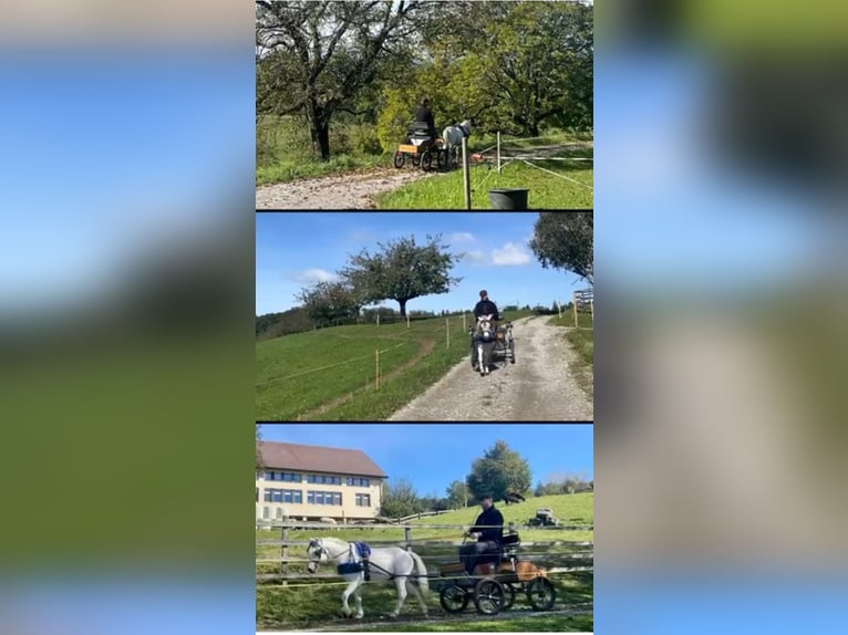 Österreichisches Warmblut Wallach 9 Jahre 115 cm Schimmel in Bremerv&#xF6;rde