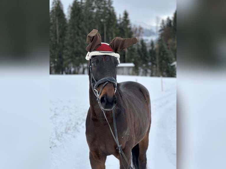 Österreichisches Warmblut Mix Wallach 9 Jahre 165 cm Brauner in St. Johann in Tirol