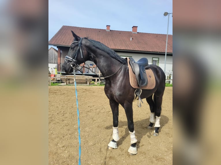 Österreichisches Warmblut Wallach 9 Jahre 165 cm Schwarzbrauner in Podersdorf am See Österreichisches Warmblut Wallach 9 Jahre 165 cm Schwarzbrauner in Podersdorf am See