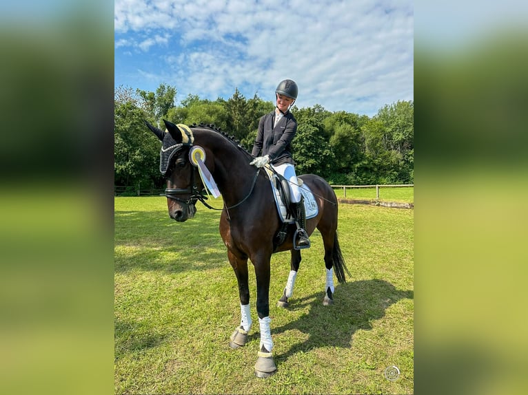 Österreichisches Warmblut Wallach 9 Jahre 166 cm Brauner in Freystadt