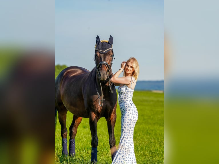 Österreichisches Warmblut Wallach 9 Jahre 166 cm Brauner in Freystadt