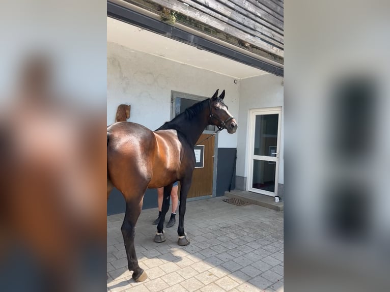 Österreichisches Warmblut Wallach 9 Jahre 166 cm Brauner in Freystadt