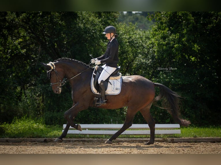 Österreichisches Warmblut Wallach 9 Jahre 166 cm Brauner in Freystadt