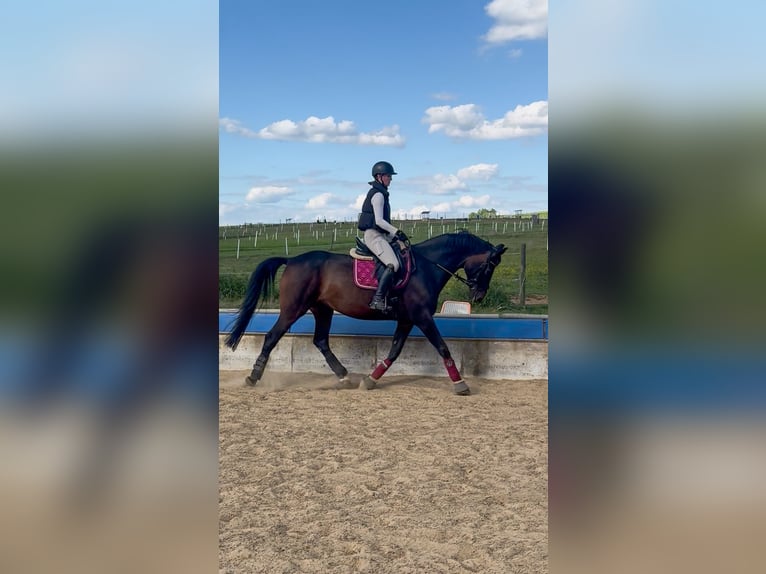 Österreichisches Warmblut Wallach 9 Jahre 166 cm Brauner in Freystadt