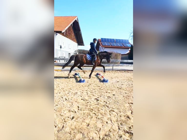 Österreichisches Warmblut Wallach 9 Jahre 170 cm Brauner in Schleedorf