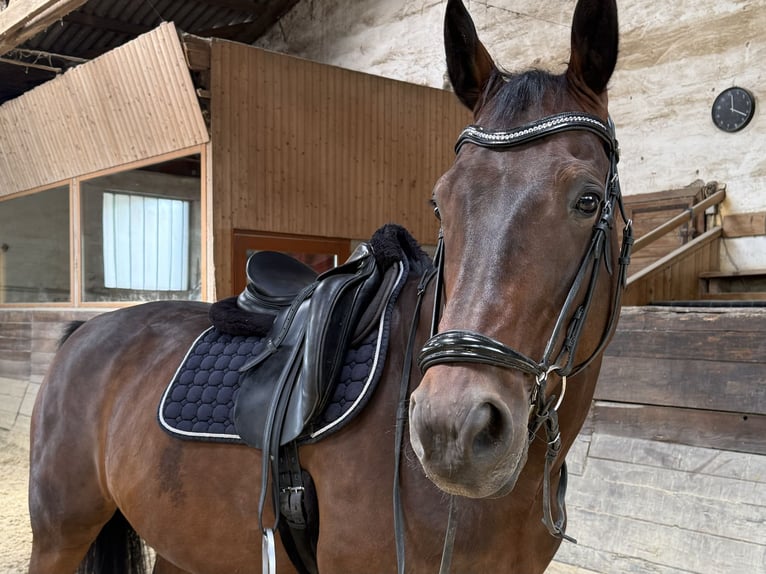 Österreichisches Warmblut Wallach 9 Jahre 170 cm Brauner in Ebreichsdorf