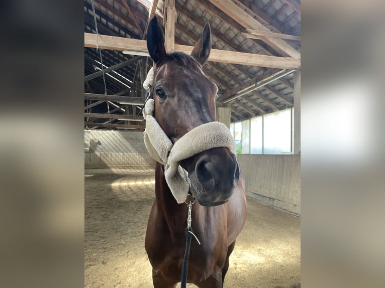 Österreichisches Warmblut Wallach 9 Jahre 170 cm Brauner in Ebreichsdorf