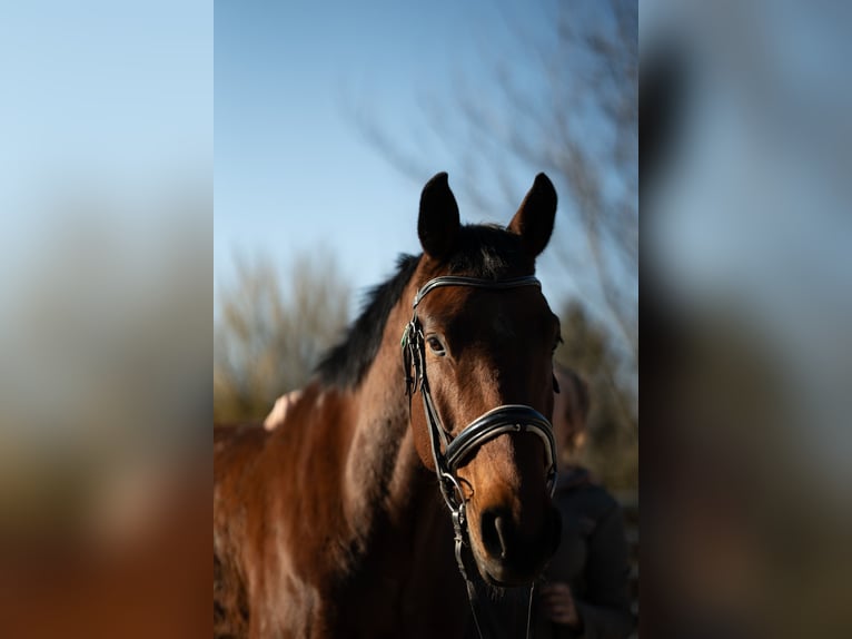 Österreichisches Warmblut Wallach 9 Jahre 170 cm Brauner in Pressbaum