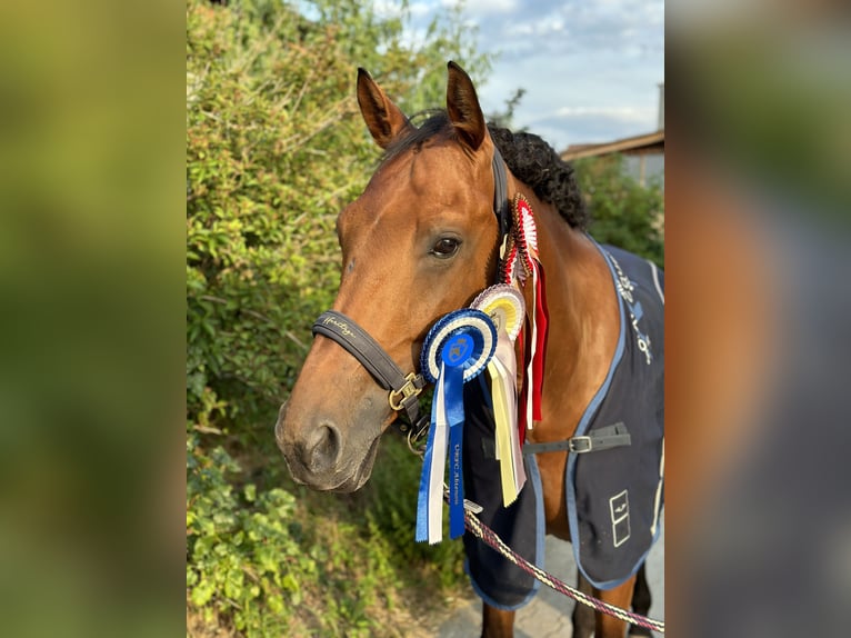 Österreichisches Warmblut Wallach 9 Jahre 171 cm Brauner in Waging am See