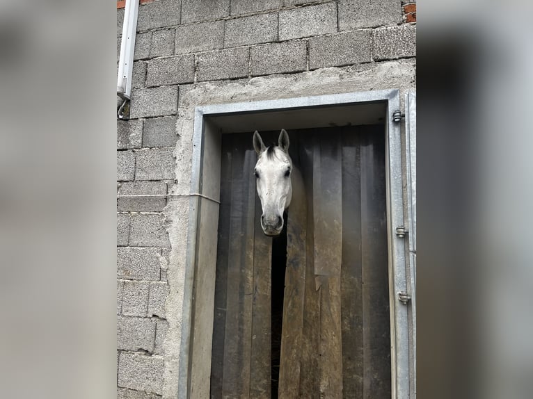 Österreichisches Warmblut Wallach 9 Jahre 172 cm Apfelschimmel in Wolfsbach