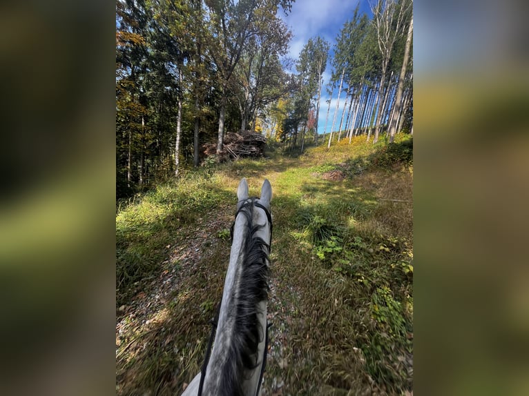 Österreichisches Warmblut Wallach 9 Jahre 172 cm Apfelschimmel in Wolfsbach