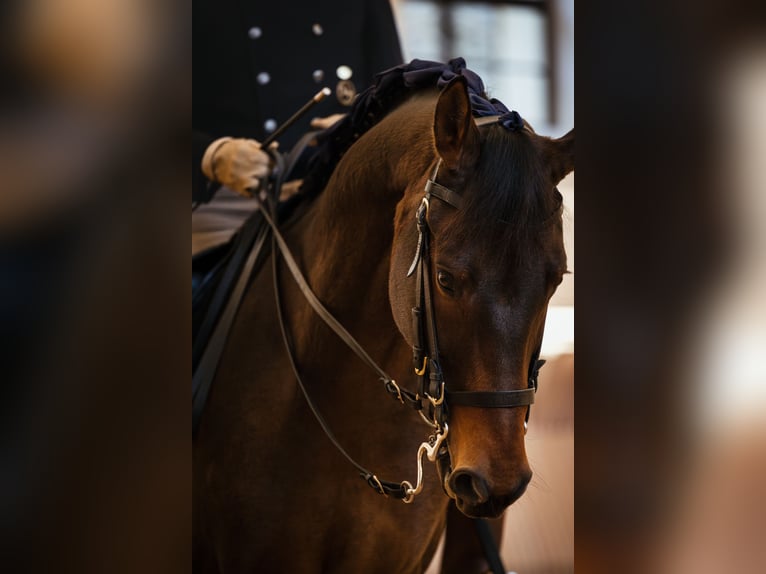 Österreichisches Warmblut Wallach 9 Jahre 175 cm Brauner in Graz