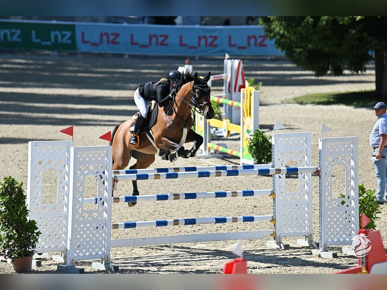 Österreichisches Warmblut Wallach 9 Jahre Brauner in Schlatt