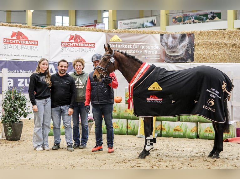 Österrikiskt varmblod Hingst 2 år 160 cm Brun in Taiskirchen im Innkreis