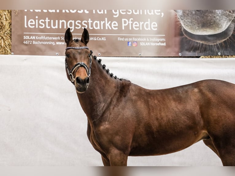 Österrikiskt varmblod Hingst 2 år 160 cm Brun in Taiskirchen im Innkreis