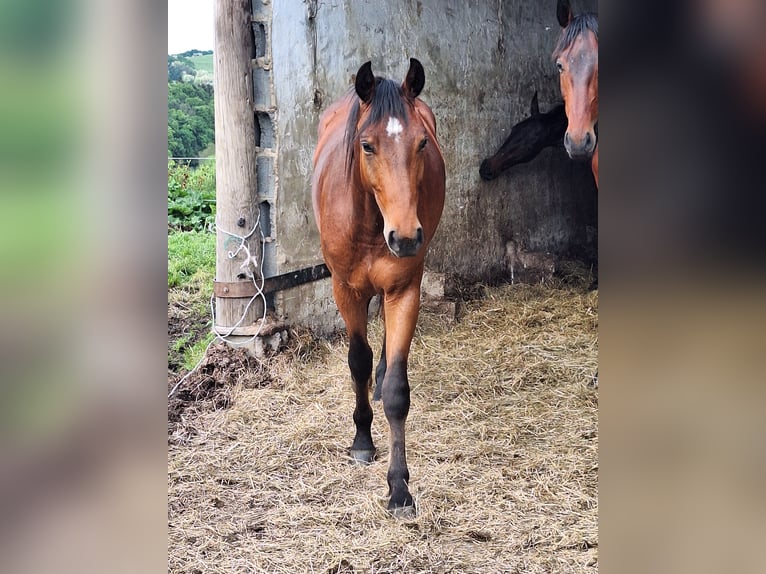 Österrikiskt varmblod Hingst 2 år in Rudersdorf