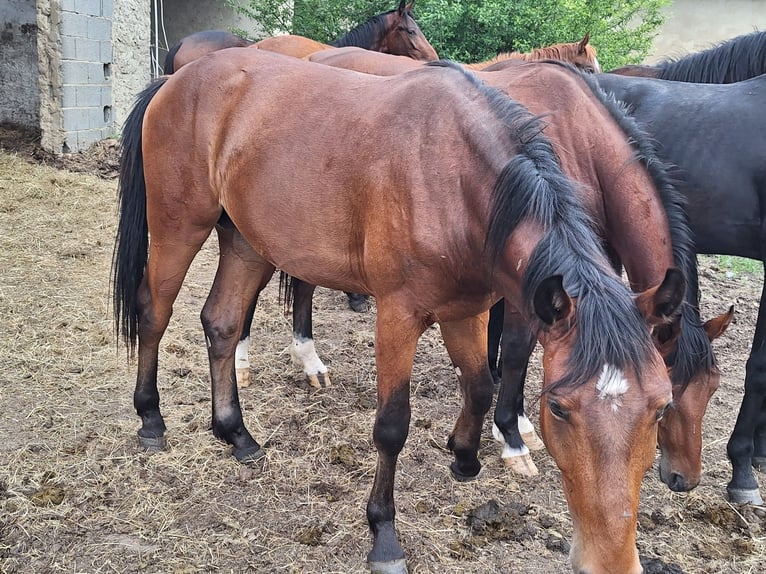 Österrikiskt varmblod Hingst 2 år in Rudersdorf