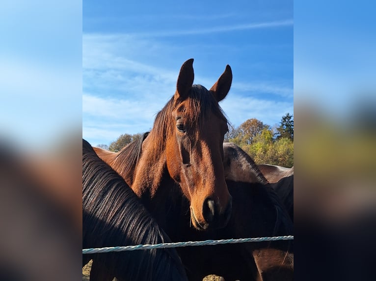 Österrikiskt varmblod Hingst 2 år in Rudersdorf