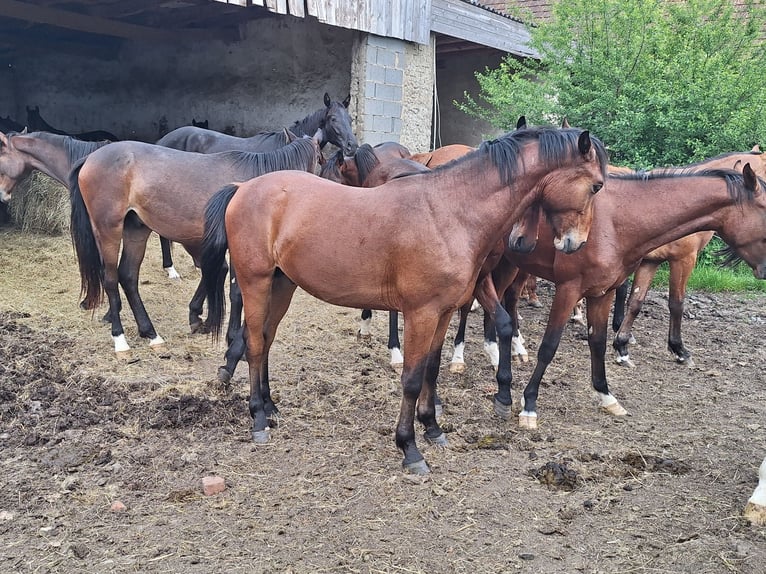 Österrikiskt varmblod Hingst 2 år in Rudersdorf