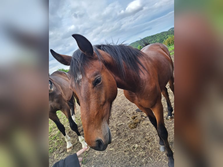 Österrikiskt varmblod Hingst 2 år in Rudersdorf