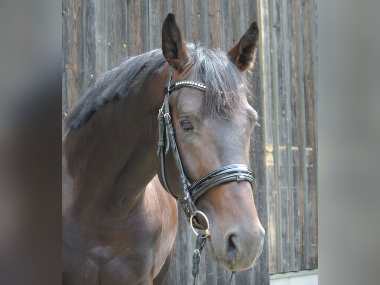 Österrikiskt varmblod Hingst 3 år 174 cm Brun in Groß Siegharts