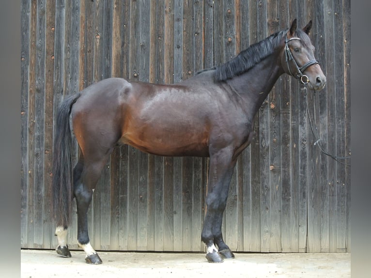 Österrikiskt varmblod Hingst 3 år 174 cm Brun in Groß Siegharts