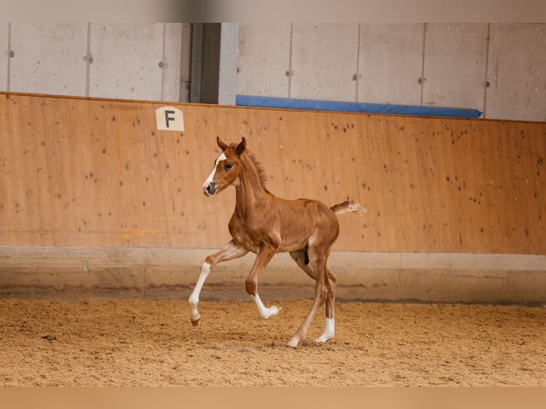 Österrikiskt varmblod Hingst Föl (05/2024) 170 cm Fux in Unterpetersdorf