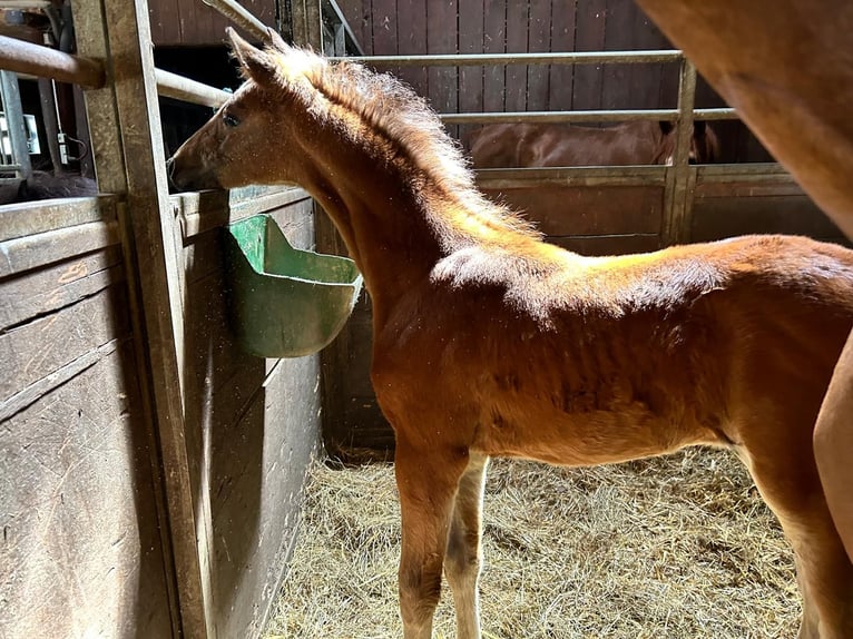 Österrikiskt varmblod Hingst Föl (06/2024) Brun in Andorf