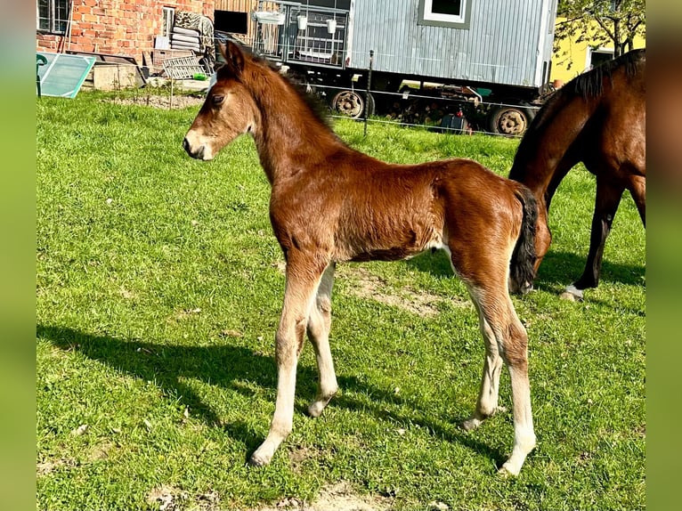 Österrikiskt varmblod Hingst Föl (06/2024) Brun in Andorf