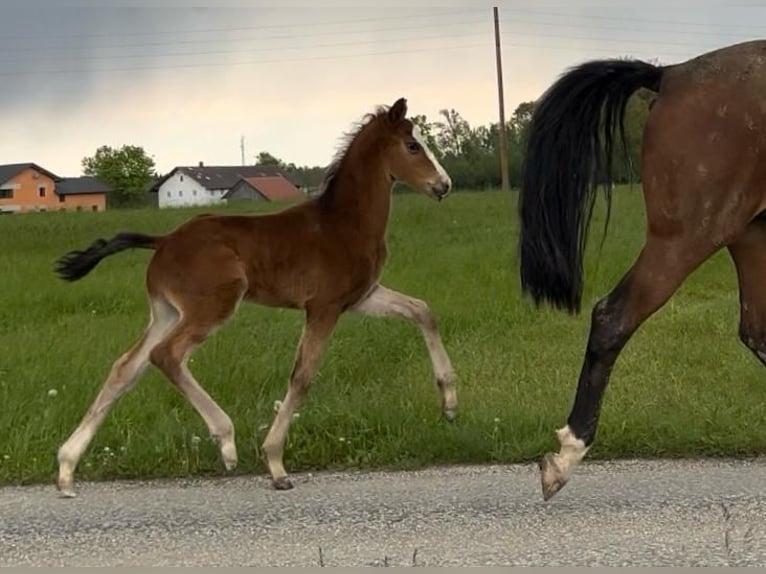 Österrikiskt varmblod Hingst Föl (06/2024) Brun in Andorf