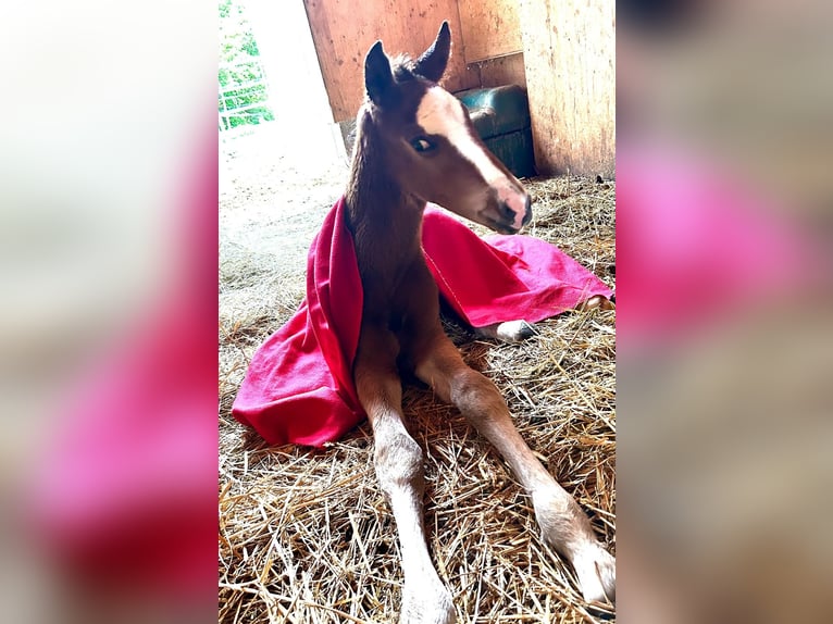 Österrikiskt varmblod Hingst Föl (06/2024) Brun in Andorf