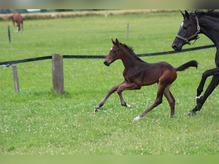 Österrikiskt varmblod Hingst Föl (06/2024) Brun in Bad Hall