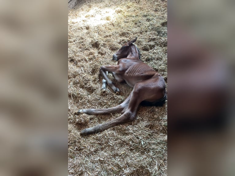 Österrikiskt varmblod Hingst Föl (05/2024) Brun in Schönherrn