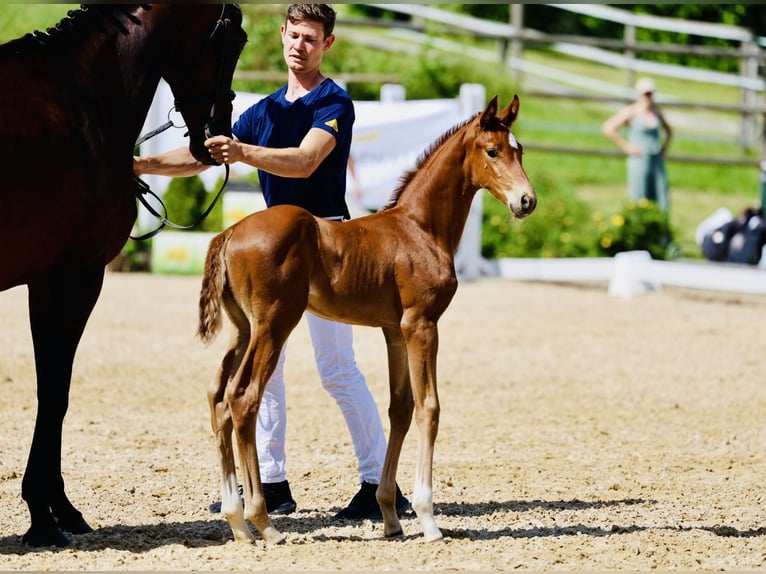 Österrikiskt varmblod Hingst Föl (05/2024) fux in Haag am Hausruck