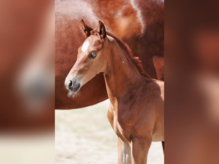 Österrikiskt varmblod Hingst Föl (05/2024) fux in Haag am Hausruck