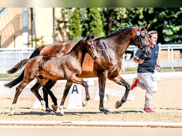 Österrikiskt varmblod Hingst Föl (03/2024) Mörkbrun in Haidershofen