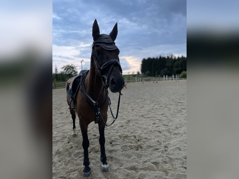 Österrikiskt varmblod Sto 11 år 160 cm Brun in Steinakirchen