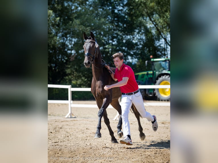 Österrikiskt varmblod Sto 6 år 169 cm Rökfärgad svart in Peisching