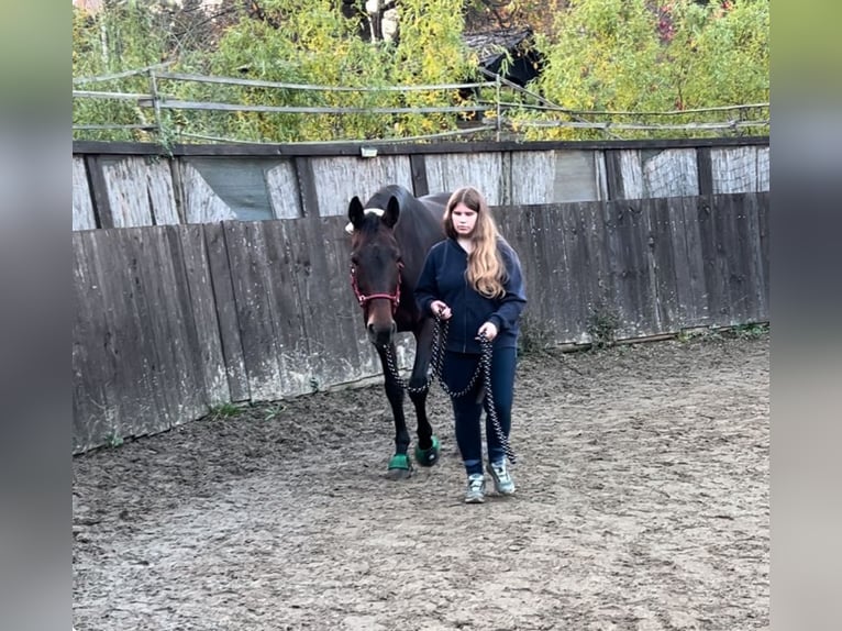 Österrikiskt varmblod Blandning Sto 7 år 176 cm Brun in Lannach