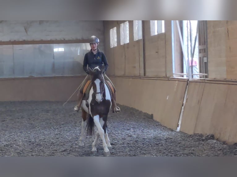 Österrikiskt varmblod Valack 10 år 165 cm Pinto in Steinbrunn